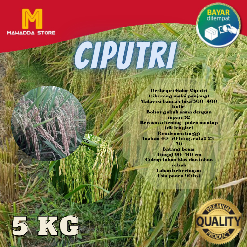 BIBIT PADI UNGGUL CIPUTRI CIHERANG 5KG