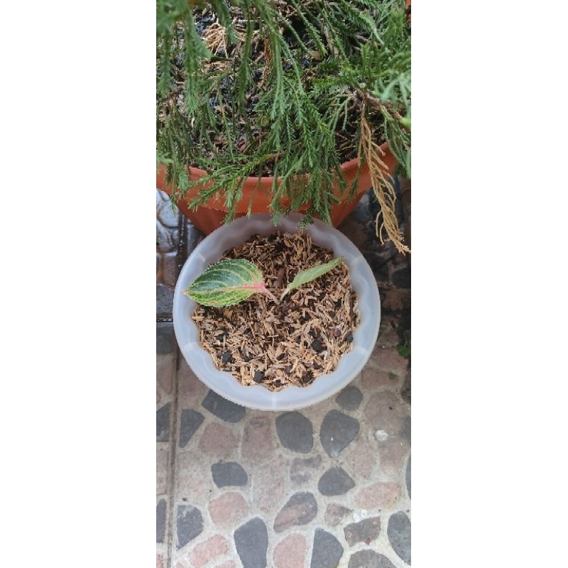 Baby Aglaonema Goliath