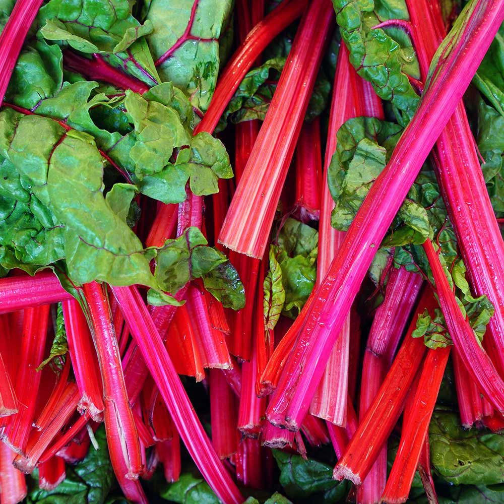 Benih Bibit Biji - Swiss Chard Rhubarb Seeds - IMPORT