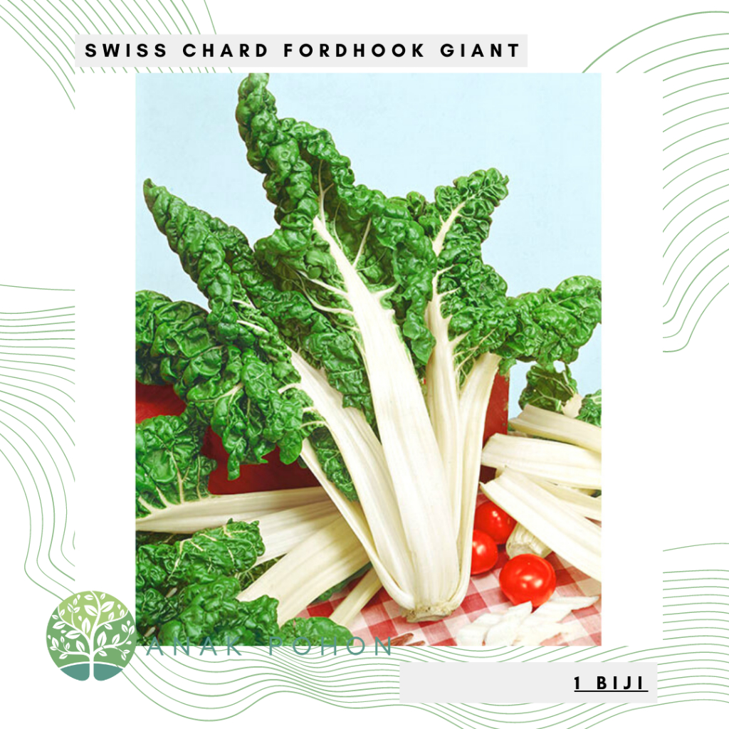 Benih Bibit Biji - Swiss Chard Fordhook Giant Organic Seeds - IMPORT