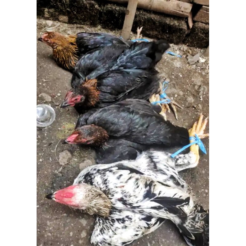 

AYAM KAMPUNG MUDA usia 4 sampai 5bulan