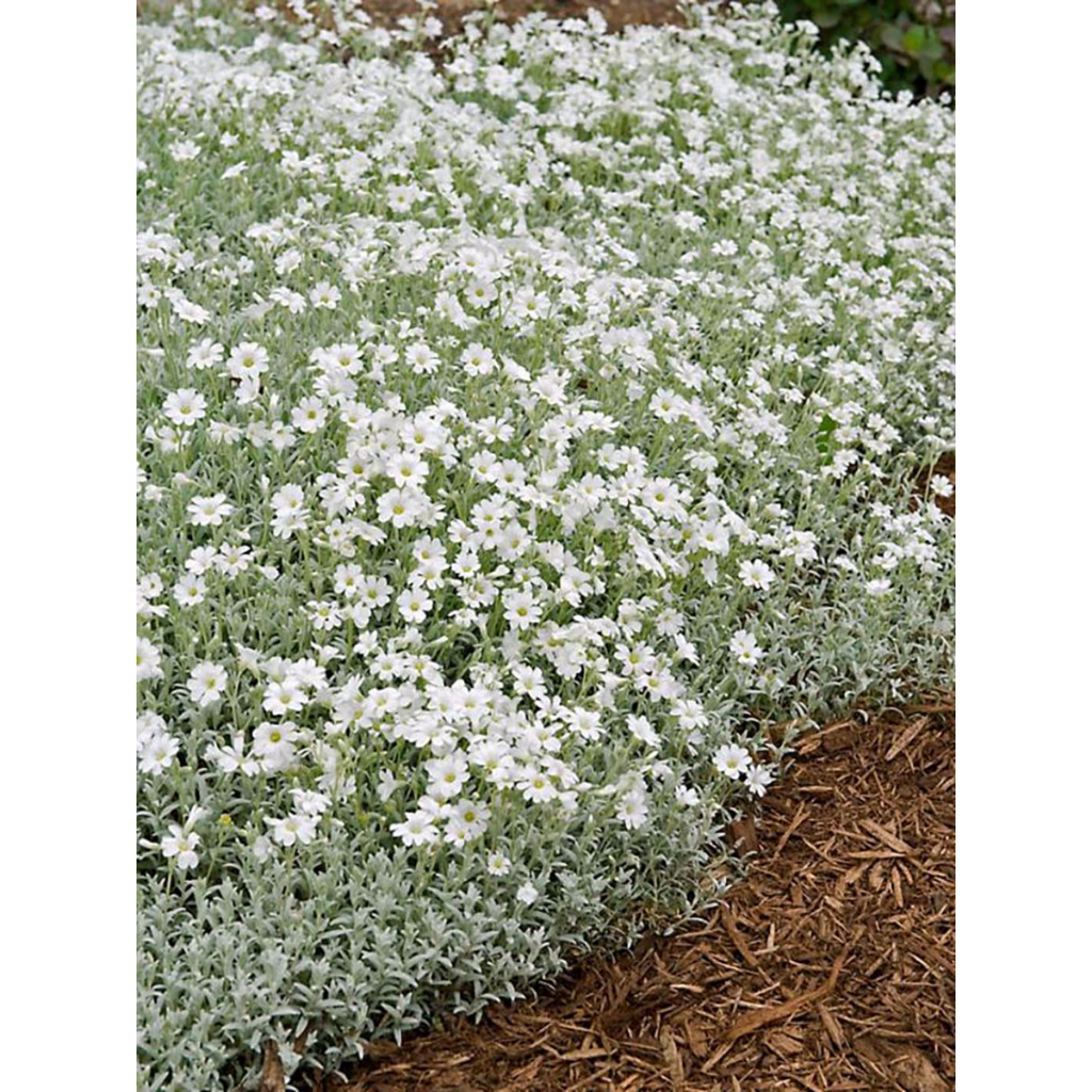 Benih Bibit Biji - Bunga Snow In Summer Cerastium tomentosum Penutup Tanah Creeping Flower Seeds - IMPORT