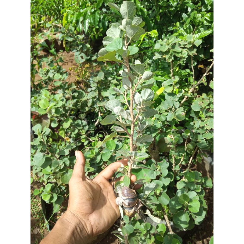 bibit bonsai waru jepang