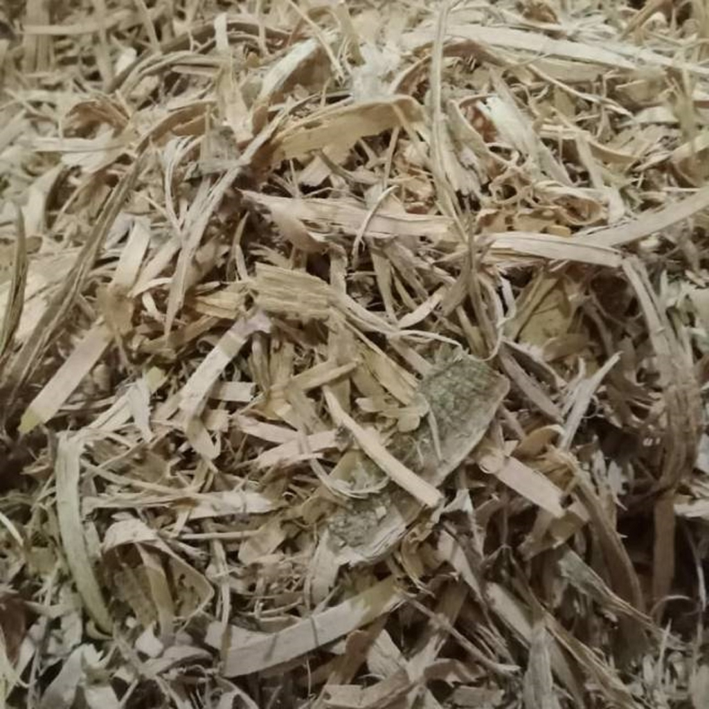 

Doro Putih Kayu Ular Bidara Laut Kering Rempah Jamu Herbal Tradisional