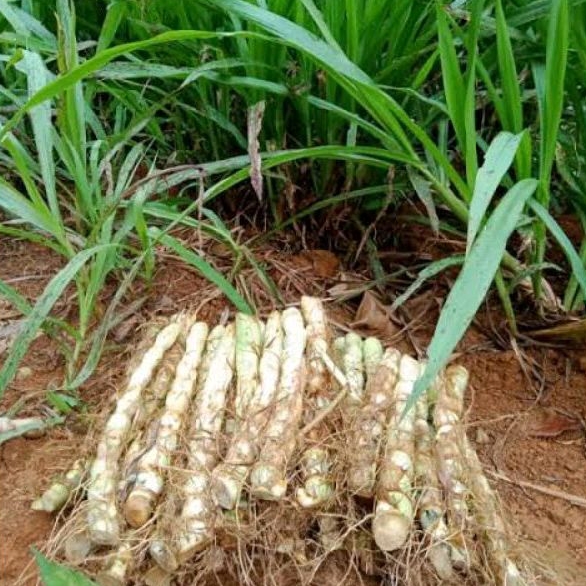 Bibit Rumput Gajah Odot 5 Kg / Rumput Kolonjono Pakan Ternak