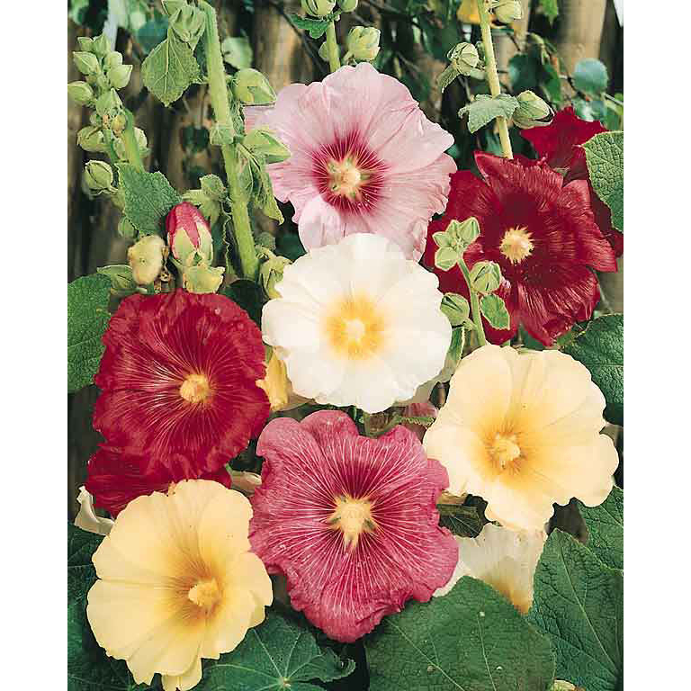 Benih Bibit Biji - Bunga Hollyhock Antwerp Mix Alcea Ficifolia Flower Seeds - IMPORT