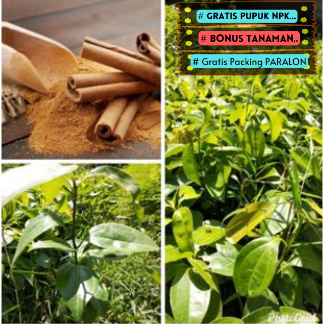 Bibit Kayu Manis ASLI Super Unggul