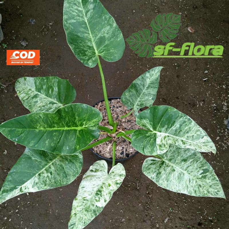 Philodendron Marble Varigata / Tanaman Philo Marble / Tanaman Hias Philodendroon