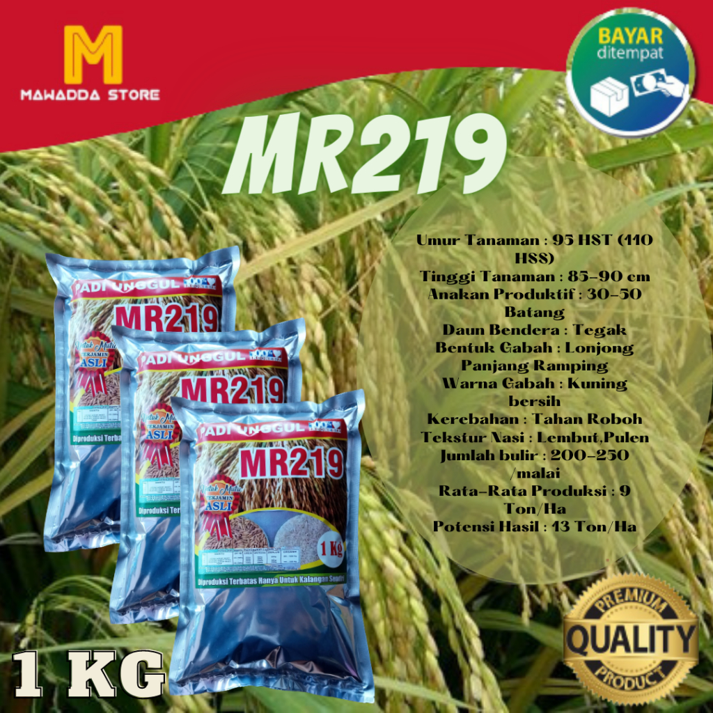 Bibit Padi Unggul MR219 Kemasan 1KG Padi MR219