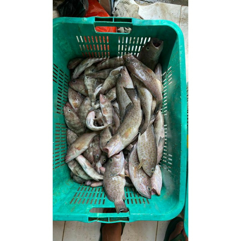 

Ikan Kerapu