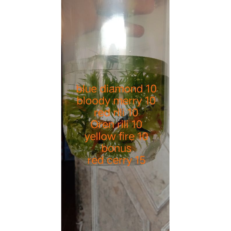 udang hias paket