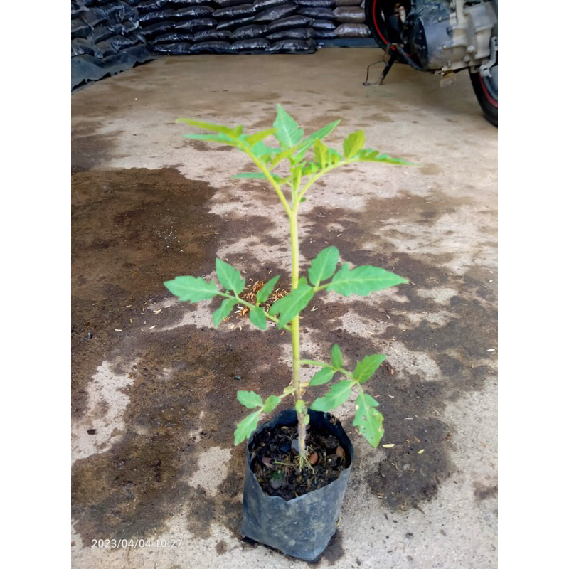 Bibit Tomat Buah Besar unggul