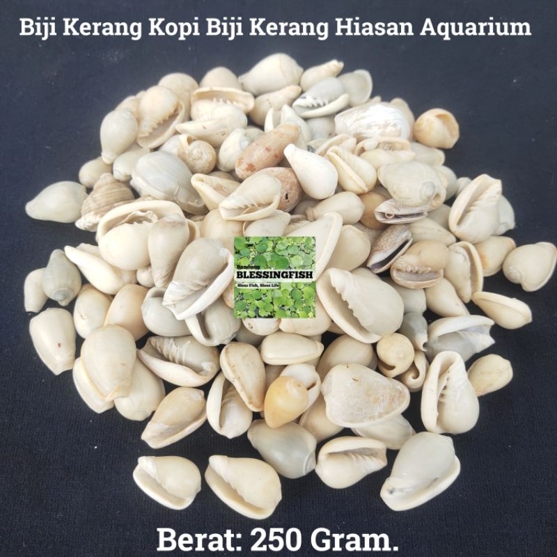 Batu Kerang Hiasan Aquarium Biji Kerang Hiasan Aquarium Aquascape Biji Kerang Kopi Batu Kerang Kuwuk