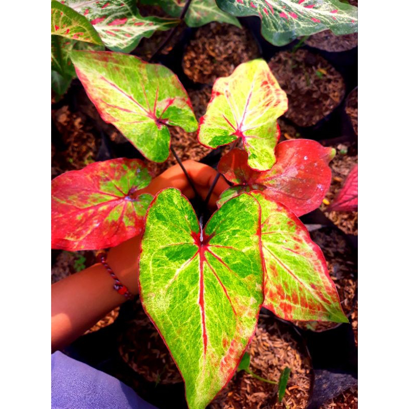 tanaman hias hidup bunga caladium hybrite 15