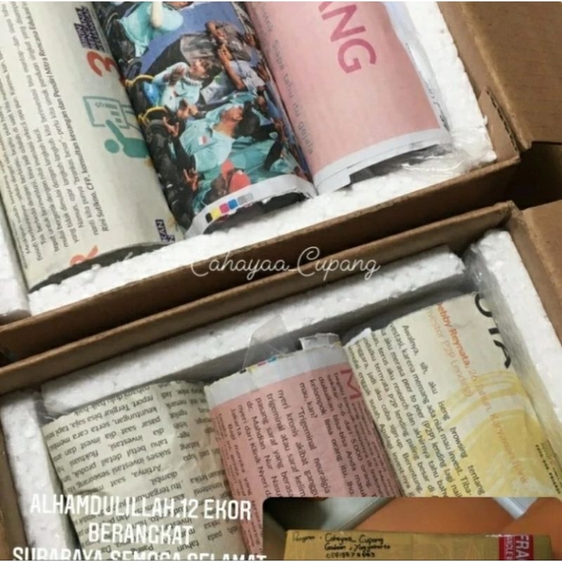 

Packing tambahan Wajib dan Karantina