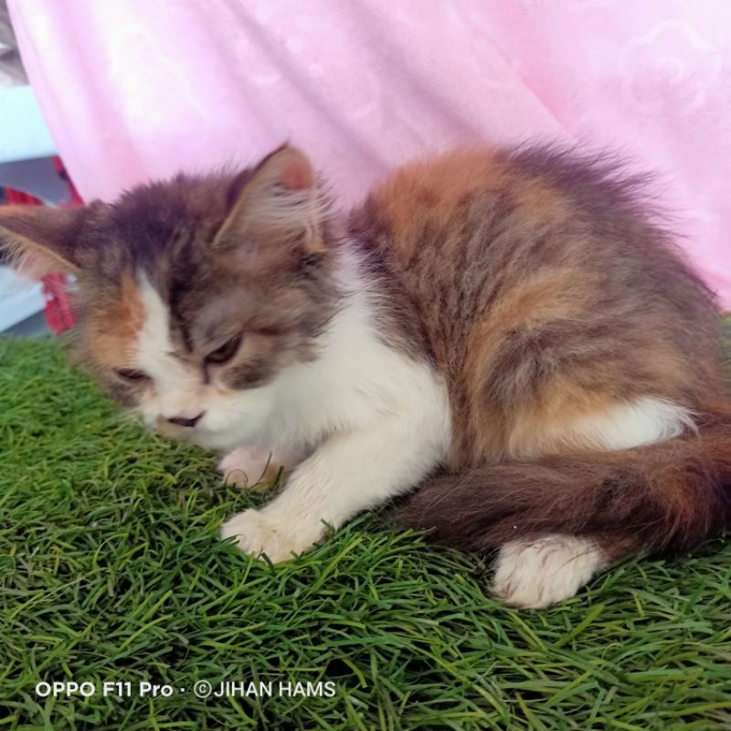 kucing persia mix anggora