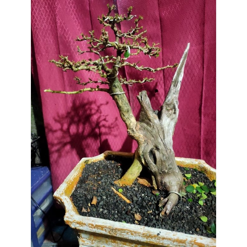 bonsai sisir kaliage