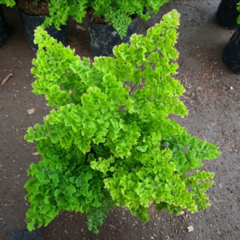 TANAMAN HIAS PAKIS SUPLIR KRIWIL | PAKIS SUPLIR KRIBO | TANAMAN HIAS HIDUP PAKIS SUPLIR KRITING BESA