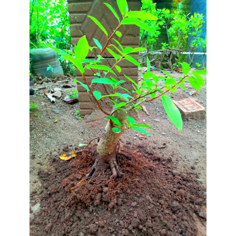 Bahan bonsai loa subur , small akar melingkar real pict
