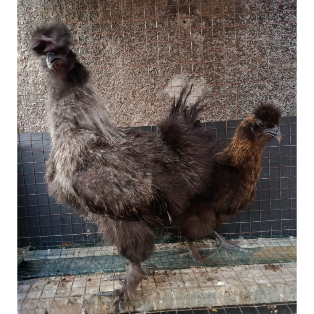 Ayam kapas silkie black sepasang siap produksi ( real foto dan vidio )
