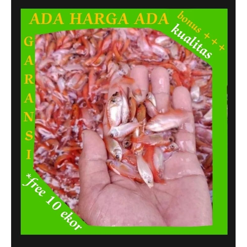 bibit nila merah berkualitas paket 100