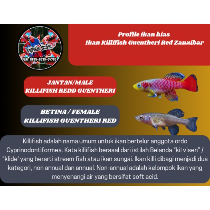 pair KILLISIH GUENTHERI RED sepasang killifish guentheri red