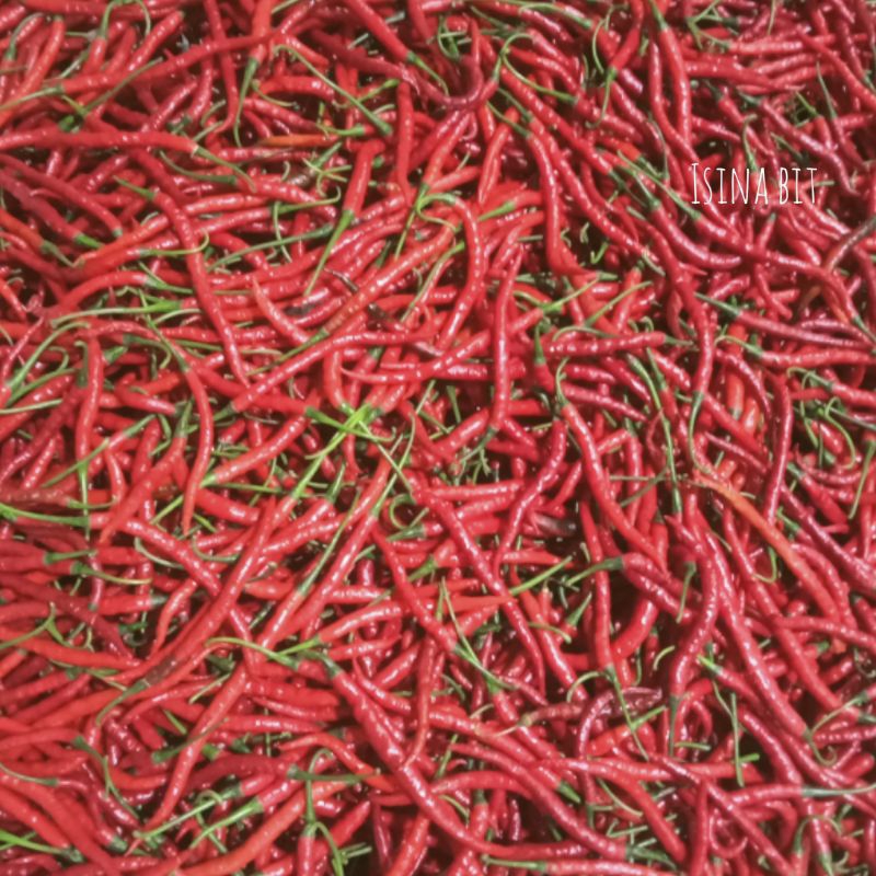 

CABAI/CABE MERAH KERITING FRESH KUALITAS SUPER