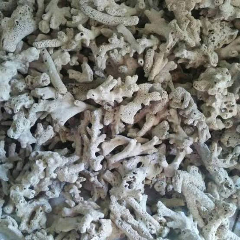 media filter karang jahe /1 kg