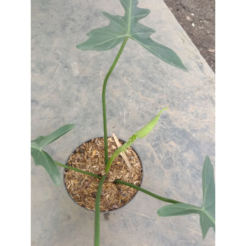 philodendron Longilobatum