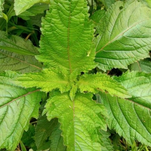 

Rumput Knop (Hyptis capitata) Kondisi Segar