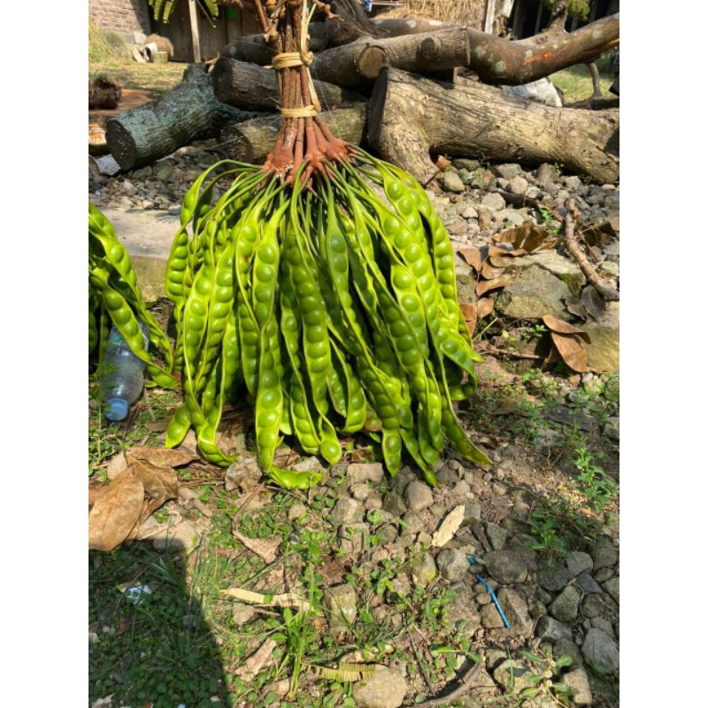 

pete superan harga murah promo