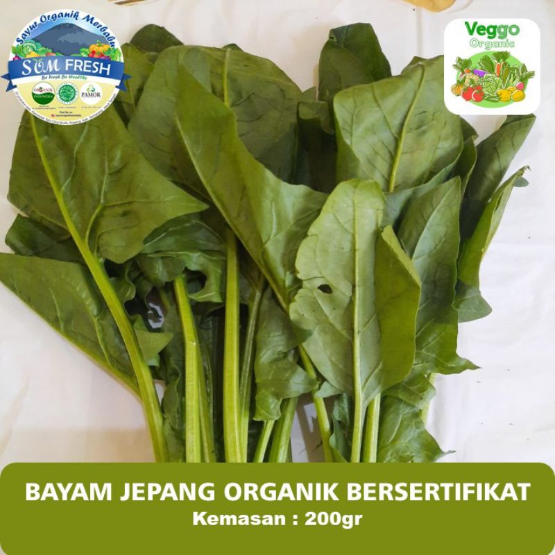 

Bayam Jepang (Horenso) Sayur Organik