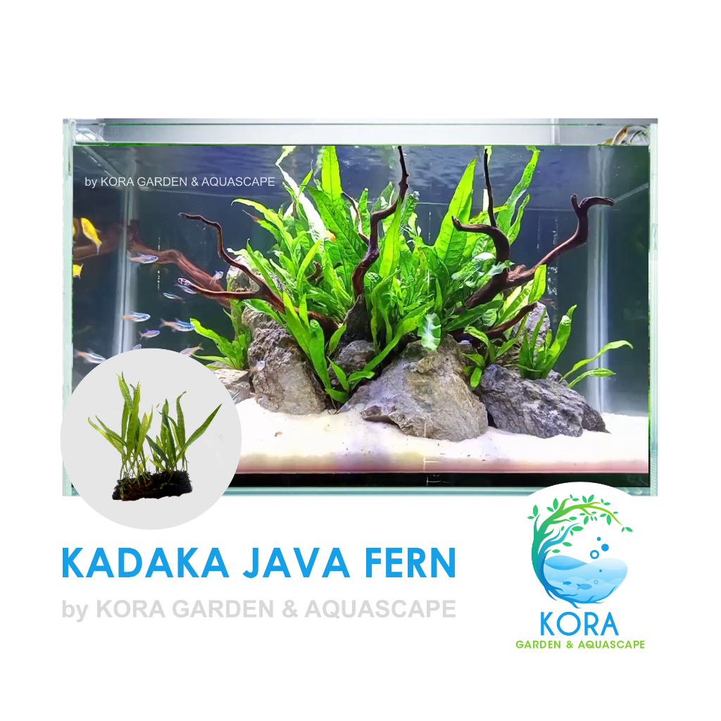 Kadaka Java Fern - Tanaman Air Aquascape / Aquarium/ Kolam / Low CO2 / Low Maintenance - Per Lempeng
