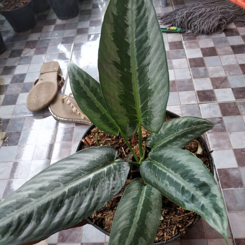 Tanaman Hias Andromeda silver homalomena silver