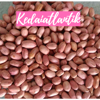 

Kacang Tanah