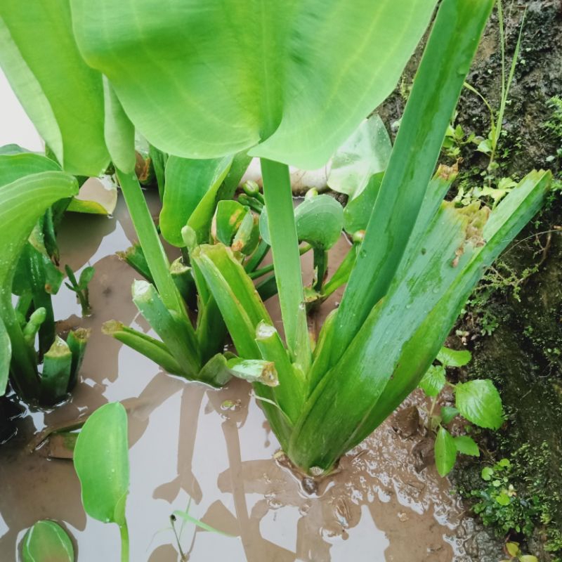 Benih genjer sawah 5 pohon