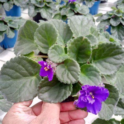 Tanaman Hias African Violet