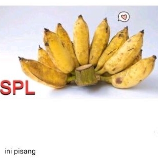 

pisang kepok