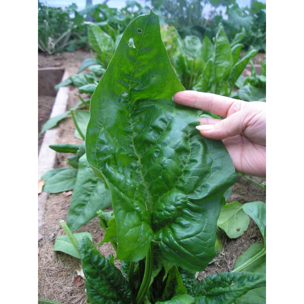 Benih Bibit Biji - Spinach Giant Winter Salad Leaves Bayam Daun Jumbo Seeds - IMPORT