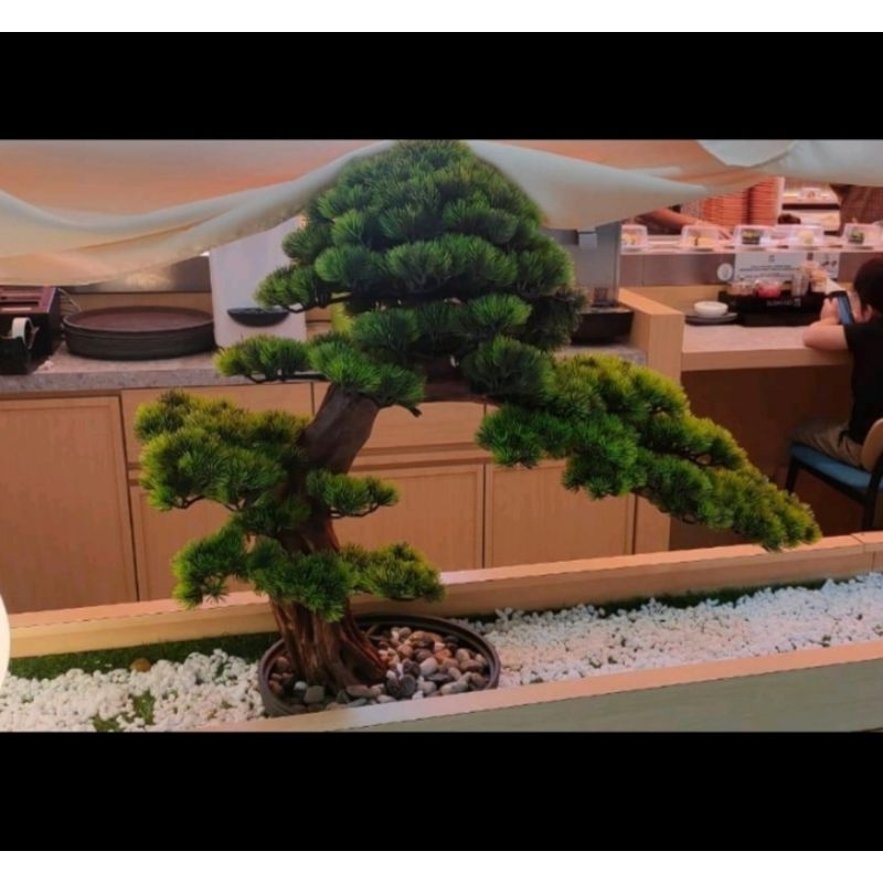 Bonsai aquascape jumbo custom bonus tanaman ukuran 60 cm