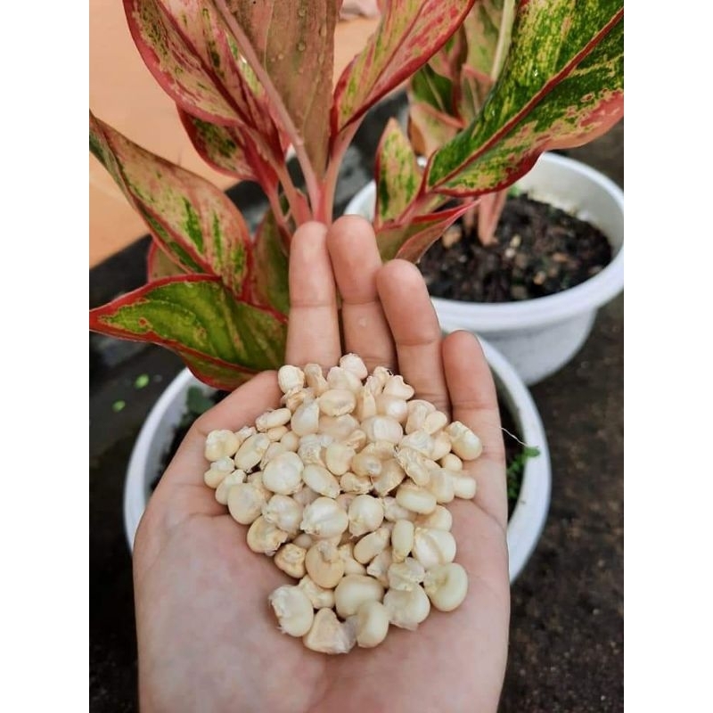 READY COD   1KG BENIH JAGUNG KETAN PUTIH