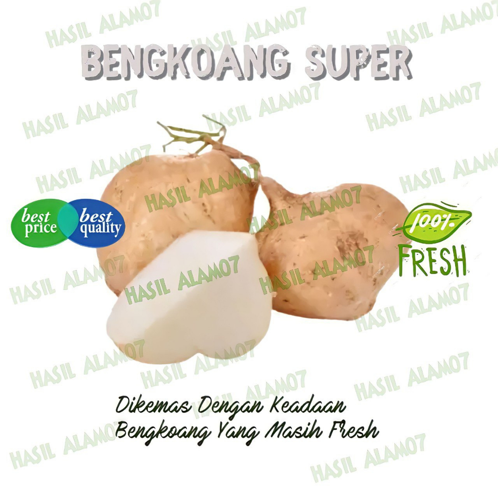 

Buah Bengkoang Super Segar Fresh Per 1 Kg Bangkuang Segar