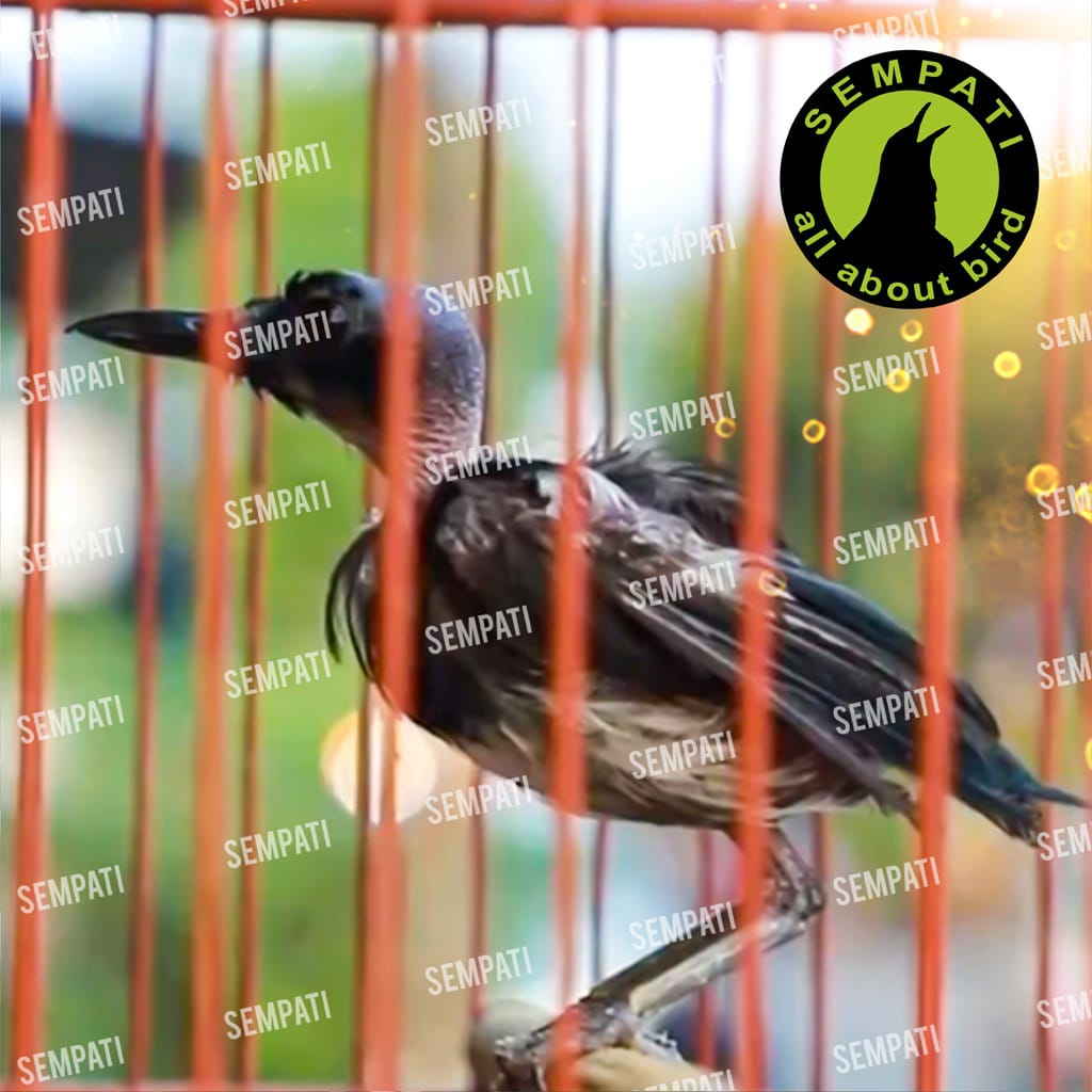 Obat Penumbuh Bulu Burung Sempati Obat Burung Bulu Rontok Patah Mabung Ngurak Moulting Lama Bermasalah Lovebird Kenari Murai Kacer