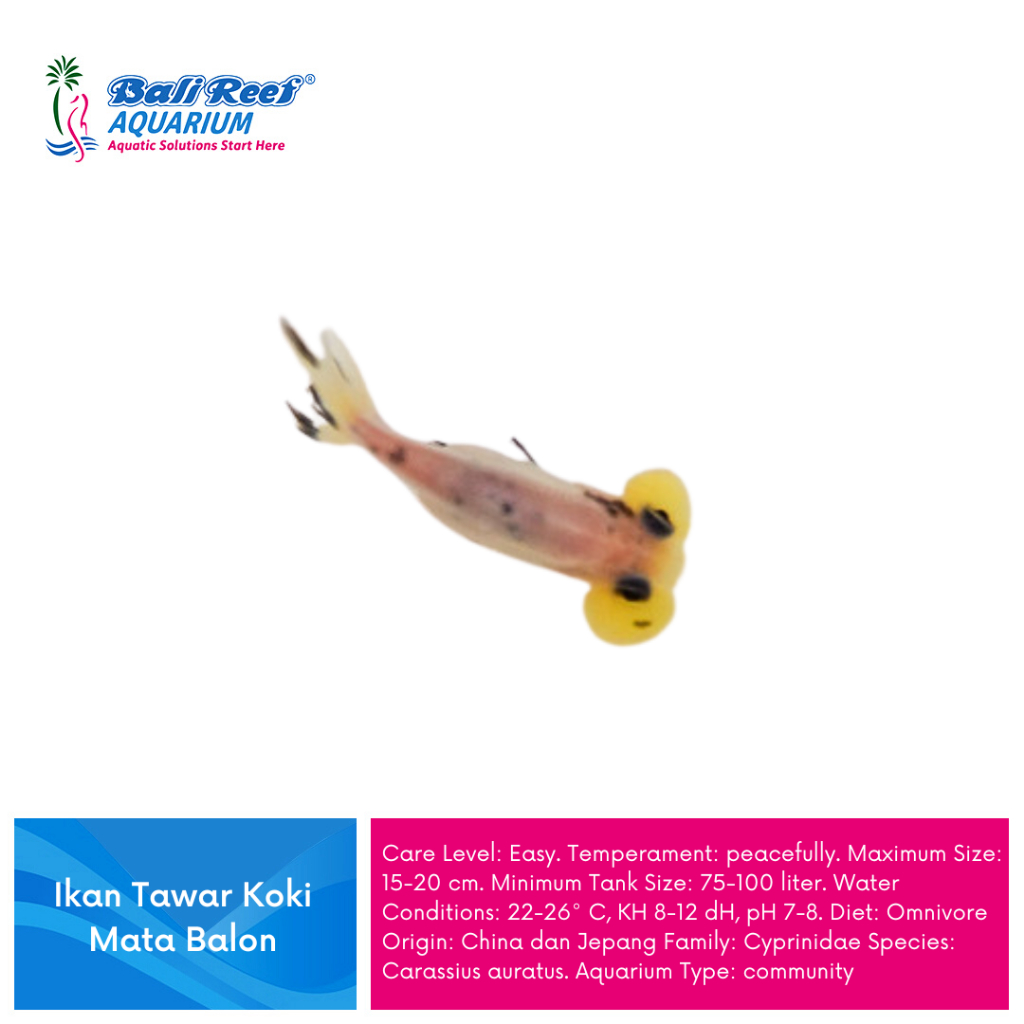 Ikan Hias Air Tawar Mas Koki Mata Balon