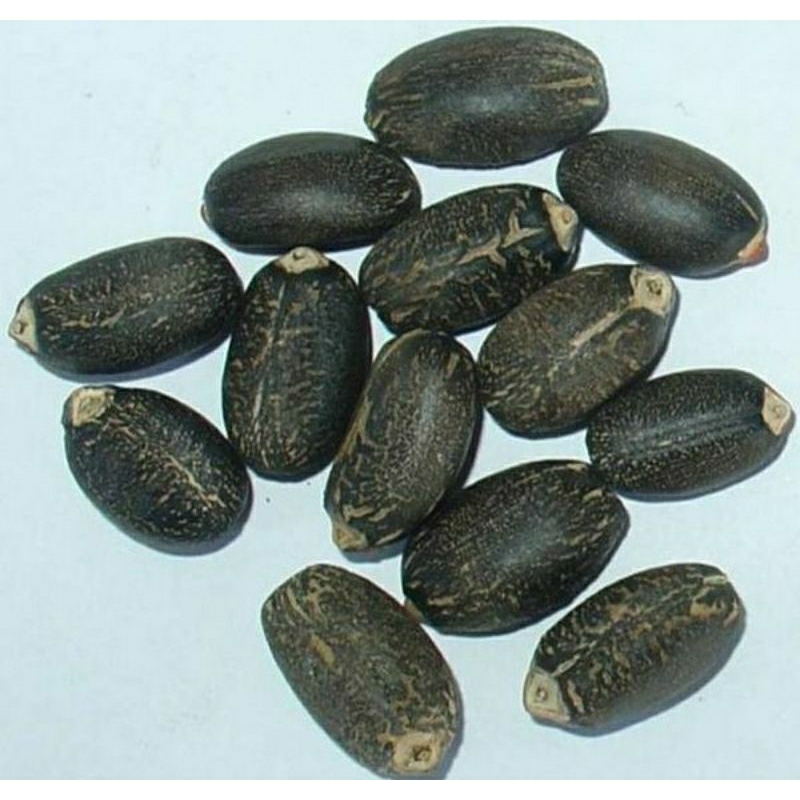 Biji Jarak Pagar Berat 1Kg