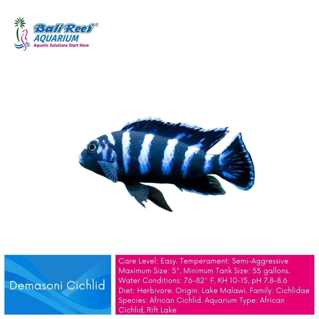 Ikan Hias Air Tawar Demasoni Cichlid African Cichlid Demasoni