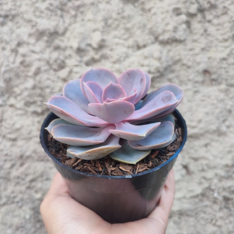 Echeveria Perle Von Nurnberg | DP 10cm | Sukulen