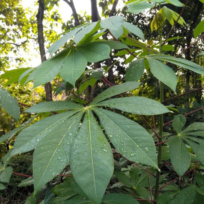 

DAUN SINGKONG UNTUK MASAKAN SEGAR BESAR FRESH BAHAN MASAK TERMURAH