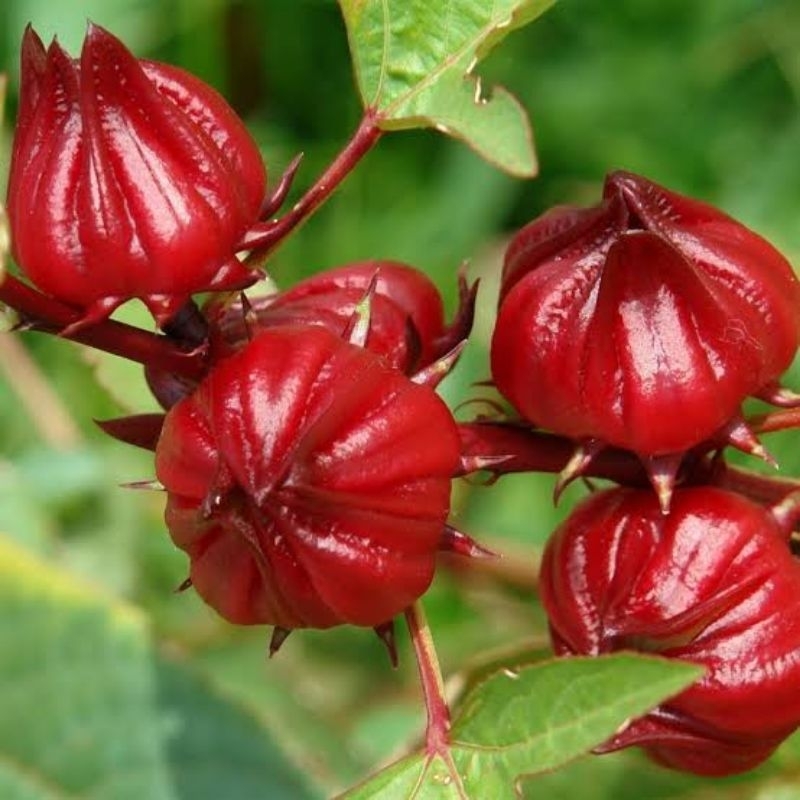 Biji benih bunga rosella merah rosella hijau rosella ungu herbal super unggul benih biji rosela mera