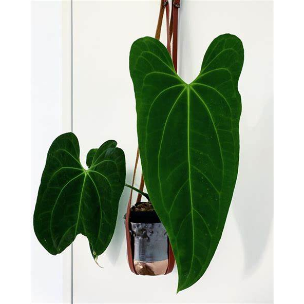 Tanaman Hias Anthurium dark mama